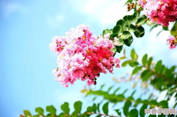盛夏绽放攻略宝典：一夏之花深度全解析&独家秘籍专区