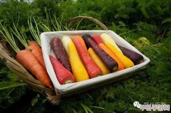 萝卜又叫黄9·18，谁是隐藏的＂地下党＂？揭秘蔬菜界的神秘代号