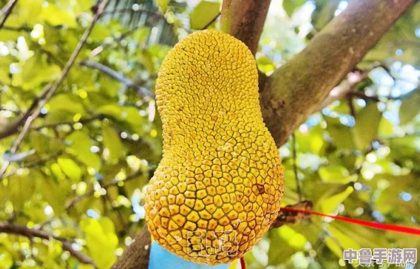 菠萝菠萝蜜在线：解锁甜蜜冒险，开启热带水果王国的奇妙之旅