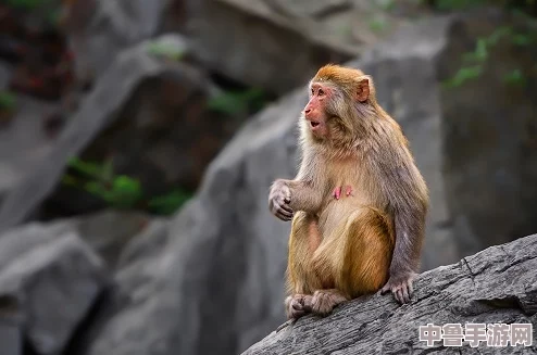 震惊!二人生猴子全程视频大全集,网友：这哪是猴子,简直是人类进化的活化石!