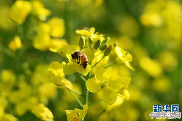 云缨黄化版，网友热评“色彩鲜艳如梦幻般的花海，让人一见倾心”引发购买狂潮