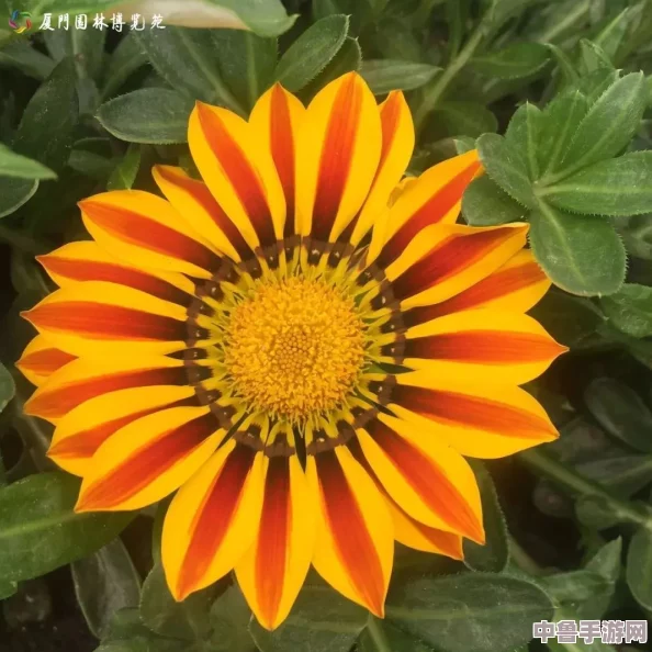 云缨黄化版，网友热评“色彩鲜艳如梦幻般的花海，让人一见倾心”引发购买狂潮