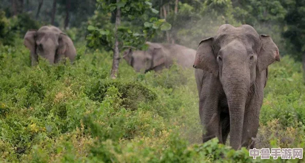 伊春园入口直达大象，一步踏入奇幻森林，与温柔巨兽共舞