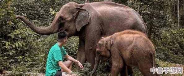 伊春园入口直达大象，一步踏入奇幻森林，与温柔巨兽共舞