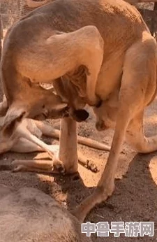 TikTok29.2.4：解锁短视频世界的魔法钥匙，开启你的创意冒险之旅