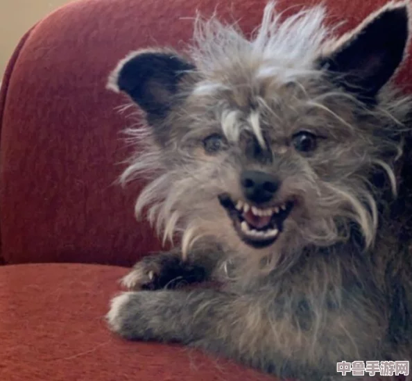 猫咪mav最新地域网名怎么取？萌宠玩家必看的游戏昵称创意攻略