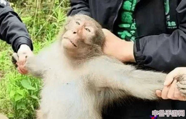 二人生猴子全程不盖被子照片引发网友热议：这才是真正的生活态度！