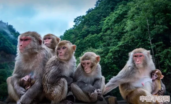 在“两个人生猴子”中探讨人生的荒诞与幽默,网友热议:这是一场关于成长与自我救赎的奇妙旅程 在“两个人生猴子”中探讨人生的荒诞与幽默,网友热议:这是一场关于成长与自我救赎的奇妙旅程