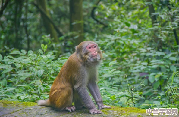 在“两个人生猴子”中探讨人生的荒诞与幽默,网友热议:这是一场关于成长与自我救赎的奇妙旅程 在“两个人生猴子”中探讨人生的荒诞与幽默,网友热议:这是一场关于成长与自我救赎的奇妙旅程