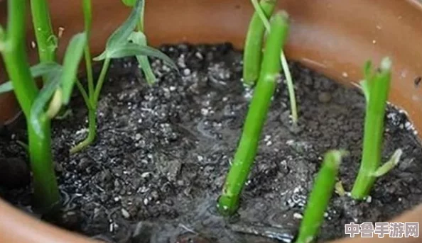 扦插BB有什么好处？网友热评：轻松繁殖，家中绿意盎然！