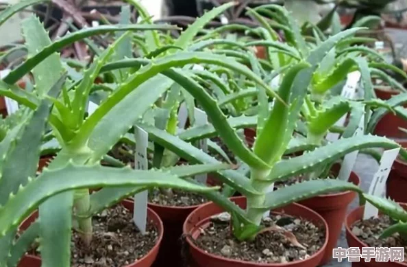 扦插BB有什么好处？网友热评：轻松繁殖，家中绿意盎然！