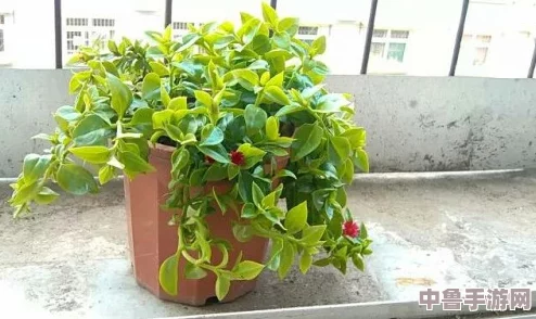 扦插BB有什么好处？网友热评：轻松繁殖，家中绿意盎然！