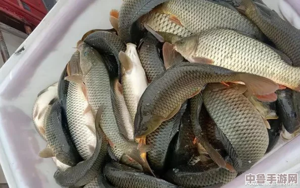 女人绝技鲤鱼喝水,一招制敌无形,男人看了都说绝 女人绝技鲤鱼喝水,一招制敌无形,男人看了都说绝