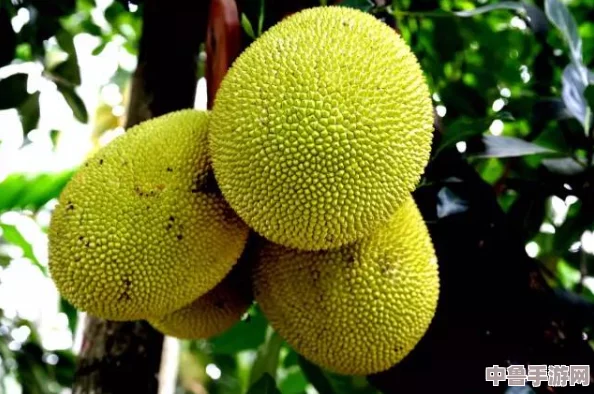 菠萝蜜视频在线观看:解锁甜蜜多汁的视觉盛宴,让你欲罢不能的热带风情 菠萝蜜视频在线观看:解锁甜蜜多汁的视觉盛宴,让你欲罢不能的热带风情