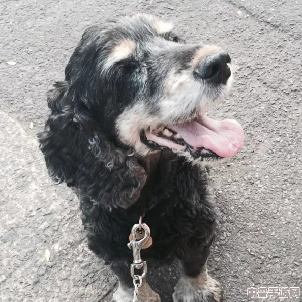 汪星人的秘密食谱：人犬胶配方大全图片,让爱犬舔舔嘴唇的美味诱惑