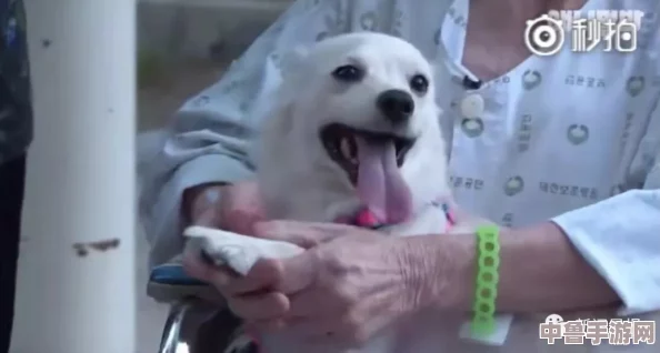 汪星人的秘密食谱：人犬胶配方大全图片,让爱犬舔舔嘴唇的美味诱惑