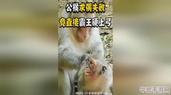 两人生猴子全程不带被子 网友调侃：这才是真正的“无畏”旅行，挑战极限与温暖的碰撞！