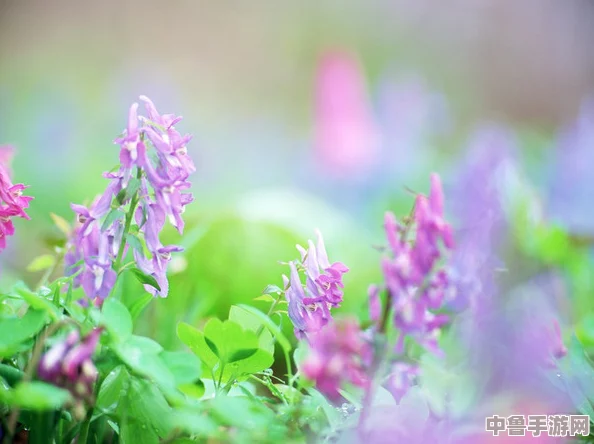 盛夏绽放秘籍：flowers夏篇全攻略大，解锁浪漫篇章必读！