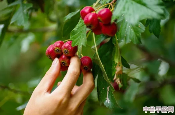 樱花大战3深度攻略大：全关卡制胜秘籍与独家策略专区