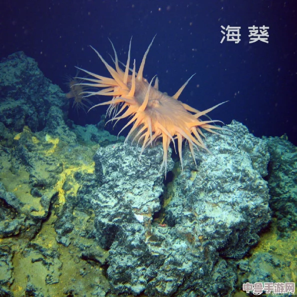 神秘海洋精灵现身!manta haya17777维语的特点揭秘,探索独特语言世界