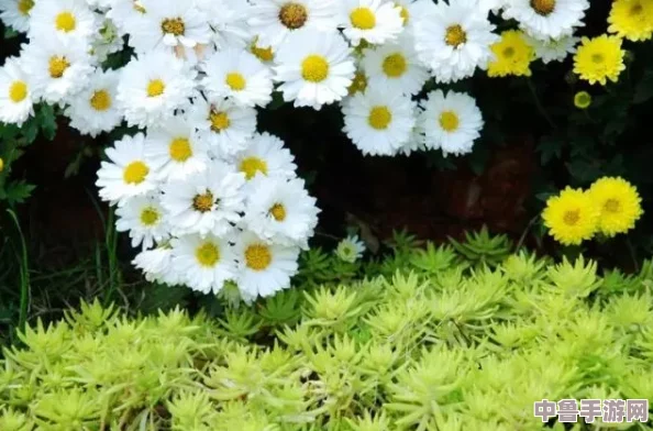 浓精浇灌小白花，一朵朵绽放芬芳，游戏人生谁主沉浮？