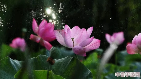 两瓣红莲今夜开什么意思？揭秘古诗中的隐喻与情愫，一起品味诗意人生