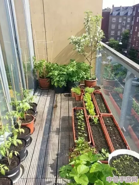 老公每天吃我小花园，种菜大作战！谁是最佳园丁？