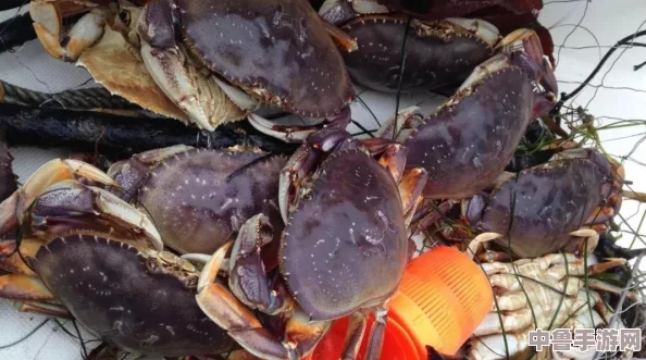 魔兽世界：银头鲑鱼最佳垂钓地点，满载而归的秘籍！